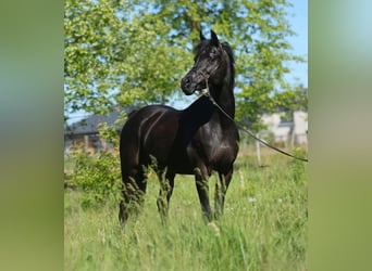 Pur-sang arabe, Jument, 10 Ans, 153 cm, Noir
