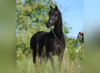 Pur-sang arabe, Jument, 10 Ans, 153 cm, Noir
