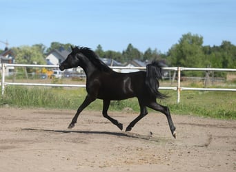 Pur-sang arabe, Jument, 10 Ans, 153 cm, Noir