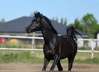 Pur-sang arabe, Jument, 10 Ans, 153 cm, Noir