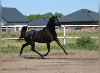 Pur-sang arabe, Jument, 10 Ans, 153 cm, Noir