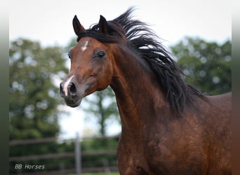 Pur-sang arabe, Jument, 10 Ans, 154 cm, Bai brun foncé