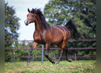 Pur-sang arabe, Jument, 10 Ans, 154 cm, Bai brun foncé