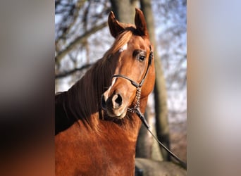Pur-sang arabe, Jument, 10 Ans, 155 cm, Alezan