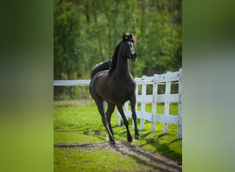 Pur-sang arabe, Jument, 11 Ans, 149 cm, Noir