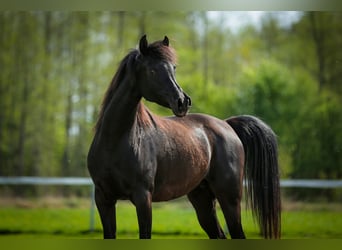 Pur-sang arabe, Jument, 11 Ans, 149 cm, Noir