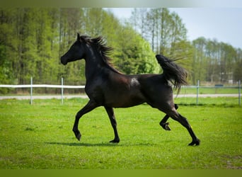 Pur-sang arabe, Jument, 11 Ans, 149 cm, Noir