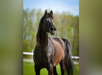 Pur-sang arabe, Jument, 11 Ans, 149 cm, Noir