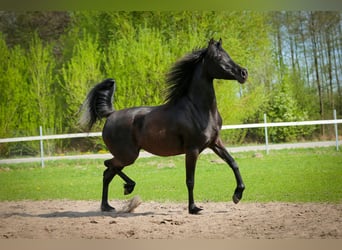 Pur-sang arabe, Jument, 11 Ans, 149 cm, Noir