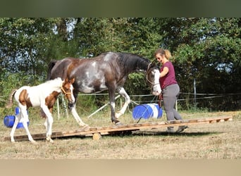 Pur-sang arabe, Jument, 11 Ans, 149 cm, Noir