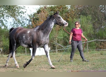 Pur-sang arabe, Jument, 11 Ans, 149 cm, Noir