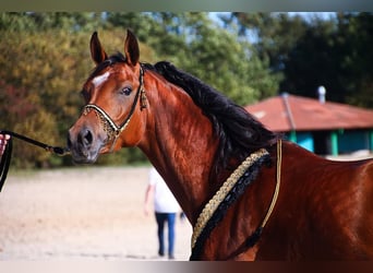 Pur-sang arabe, Jument, 11 Ans, 154 cm, Bai clair