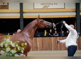 Pur-sang arabe, Jument, 11 Ans, 154 cm, Bai clair