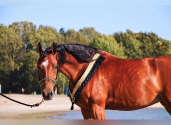 Pur-sang arabe, Jument, 11 Ans, 154 cm, Bai clair