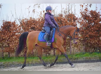 Pur-sang arabe, Jument, 11 Ans, 154 cm, Bai clair