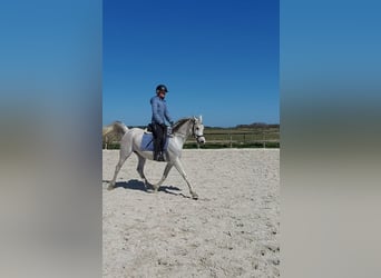 Pur-sang arabe, Jument, 11 Ans, 155 cm, Gris