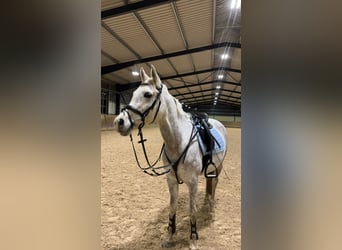 Pur-sang arabe, Jument, 11 Ans, 157 cm, Gris