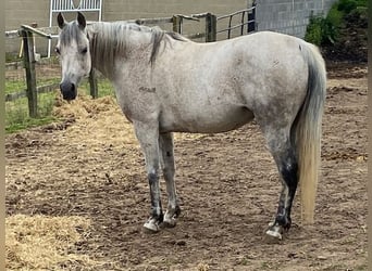 Pur-sang arabe, Jument, 11 Ans, Gris moucheté