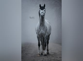 Pur-sang arabe, Jument, 12 Ans, 146 cm, Gris