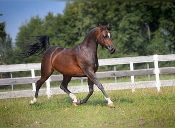 Pur-sang arabe, Jument, 12 Ans, 150 cm, Bai brun