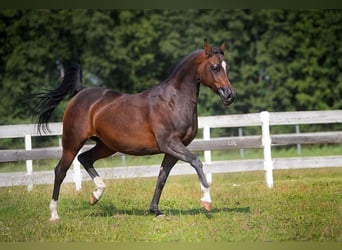 Pur-sang arabe, Jument, 12 Ans, 150 cm, Bai brun