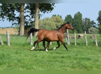 Pur-sang arabe, Jument, 12 Ans, 150 cm, Bai