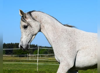 Pur-sang arabe, Jument, 12 Ans, 152 cm, Gris