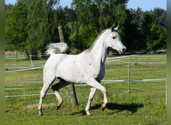 Pur-sang arabe, Jument, 12 Ans, 152 cm, Gris