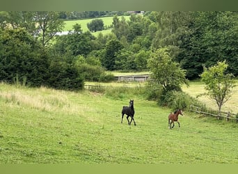 Pur-sang arabe, Jument, 12 Ans, 153 cm, Noir