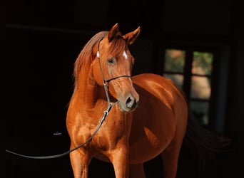 Pur-sang arabe, Jument, 12 Ans, 155 cm, Alezan