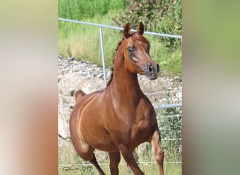 Pur-sang arabe, Jument, 12 Ans, Alezan