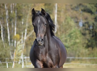 Pur-sang arabe, Jument, 12 Ans, Bai brun