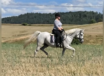 Pur-sang arabe, Jument, 13 Ans, 148 cm, Gris moucheté