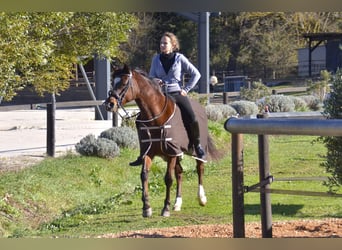 Pur-sang arabe, Jument, 13 Ans, Bai