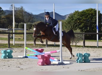 Pur-sang arabe, Jument, 13 Ans, Bai