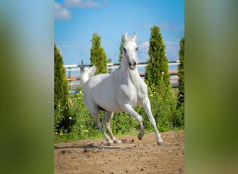 Pur-sang arabe, Jument, 14 Ans, 147 cm, Gris