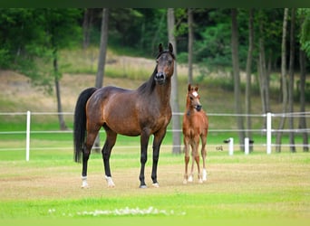 Pur-sang arabe, Jument, 14 Ans, 153 cm, Bai cerise