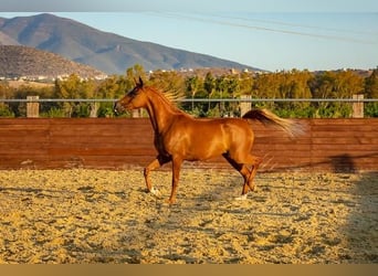 Pur-sang arabe, Jument, 14 Ans, 154 cm, Alezan