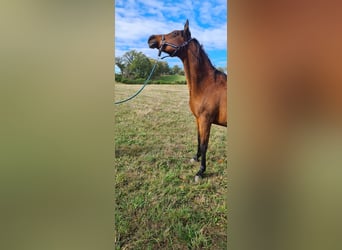 Pur-sang arabe, Jument, 14 Ans, 155 cm, Bai