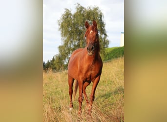 Pur-sang arabe, Jument, 15 Ans, 148 cm, Alezan