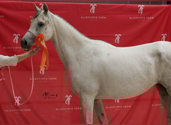 Pur-sang arabe, Jument, 15 Ans, 152 cm, Gris