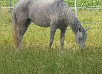 Pur-sang arabe, Jument, 16 Ans, 153 cm, Gris moucheté