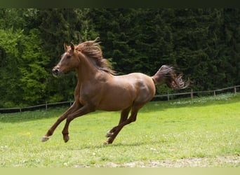 Pur-sang arabe, Jument, 16 Ans, 156 cm, Alezan