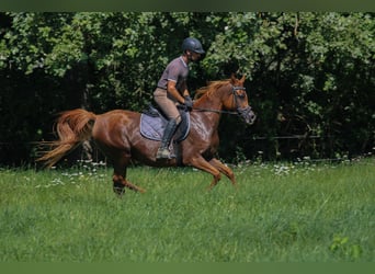 Pur-sang arabe, Jument, 17 Ans, 157 cm, Alezan brûlé