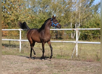 Pur-sang arabe, Jument, 1 Année, 148 cm, Bai