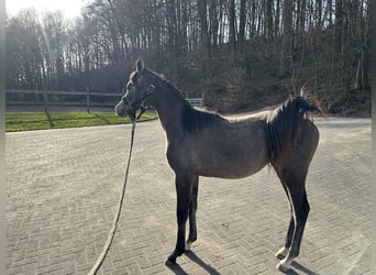 Pur-sang arabe, Jument, 1 Année, 154 cm, Gris