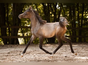 Pur-sang arabe, Jument, 1 Année, 154 cm, Gris
