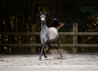 Pur-sang arabe, Jument, 1 Année, 155 cm, Gris