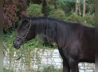 Pur-sang arabe, Jument, 1 Année, 157 cm, Noir