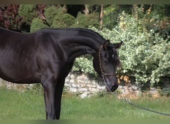 Pur-sang arabe, Jument, 1 Année, 157 cm, Noir